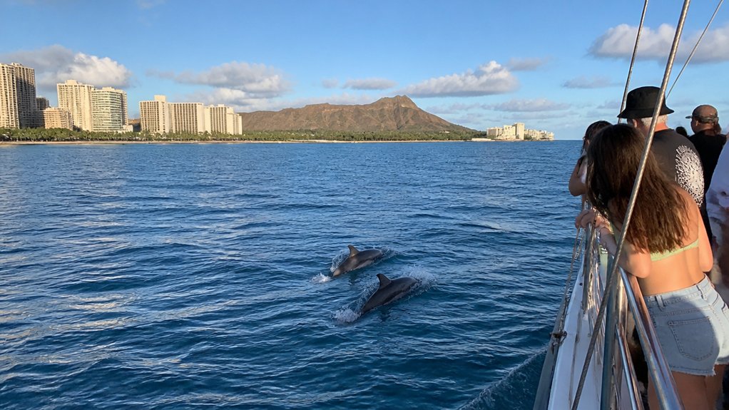 dolphin sightings on waikiki catamarans